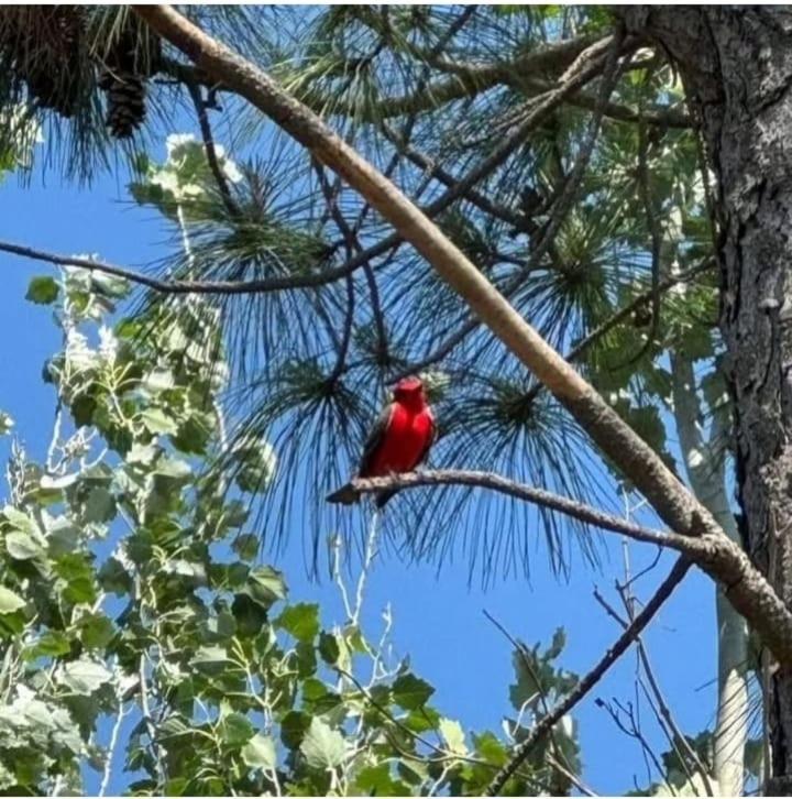 La Narcisa Villa Pehuajo Buitenkant foto
